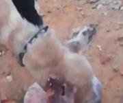 Ayuda urgente: Perro necesita asistencia inmediata por gusanos y garrapatas