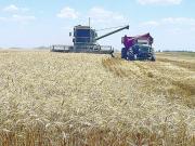 El lado B de la producción récord de trigo: el precio a cosecha es menor al del año pasado