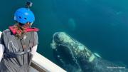 “Siguiendo ballenas” trackea satelitalmente a 30 ballenas