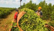 Yerbateros suspenden la zafra de verano en rechazo a la desregulación de Milei