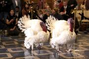 Trump indultará a los pavos Gobble y Waddle en ceremonia de Acción de Gracias en la Casa Blanca