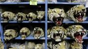 El tráfico ilegal de tigres se dispara a nivel mundial: se incautaron nueve ejemplares por mes en los últimos cinco años