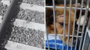 Inician campaña para recaudar fondos para perrito atropellado por tren en Temuco: lo habrían puesto en las vías