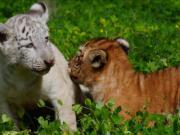Un caso único: nacieron dos tigresas hijas de una ligre