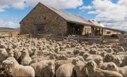 Crisis en la Patagonia: el stock ovino de Chubut cayó más de 50% en 40 años