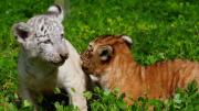Caso único en un zoológico: dos tigresas nacieron de una ligre