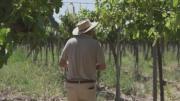 La peor crisis en décadas del vino argentino