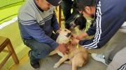 Sedes anuncia segunda jornada de vacunación felina y canina en barrios del área central de Tarija