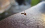 Brasil aprueba la primera vacuna de dosis única contra el dengue