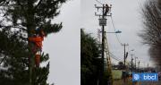 Grupo Saesa ejecuta plan de mantención de la red eléctrica para evitar cortes del servicio en verano
