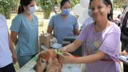 Gobernación impulsa campaña de vacunación contra la rabia canina el fin de semana