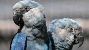 Guacamayo de Spix, el protagonista de la película Río, en peligro: Últimos 11 ejemplares en libertad padecen virus letal