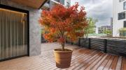 El árbol que crece en maceta, llena de color tu terraza y es un imán para la riqueza y la fortuna