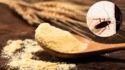 Cómo eliminar a las cucarachas de la cocina usando un poco de harina: trampa casera efectiva