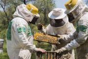 Montes del Plata abrió llamado para instalar colmenas en sus bosques durante 2026