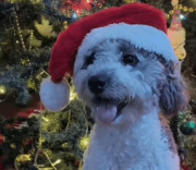 Se extravió Lukas en Pomona