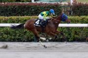 Cattleya Stakes conquistado: El japonés Santono Voyage se apodera de 10 puntos y traza su camino para el Kentucky Derby