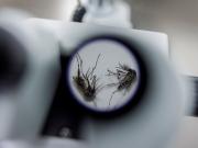 Brasil aprobó la primera vacuna monodosis contra el dengue del mundo: es para personas de 12 a 59 años y tiene una eficacia de 74%