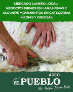 Mercado lanero local: negocios firmes en lanas finas y algunos movimientos en categorías medias y gruesas ‣ Martin Ferreira Pinto