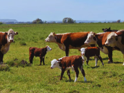 El impuesto a la emisión de gases de las vacas