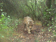 Ofrecen $250 millones por aportar datos de la yaguareté