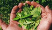 OMS ratifica el estatus de la hoja de coca como sustancia de alto riesgo