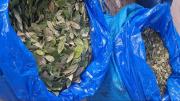 La OMS mantiene la coca entre las sustancias más peligrosas por su fácil conversión en cocaína