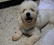 Se extravió Maxi en el sector Francisco de Miranda