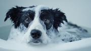 Este es el momento ideal para bañar a tu perro, según especialistas