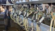 Producción y remisión de leche tuvieron crecimientos en todos los indicadores del Inale