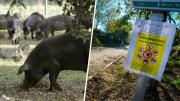 Foco de peste porcina en España, ya hay controles
