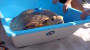 Video: ‘Molly’ la tortuga que venció a un tumor, regresa al mar y emociona al mundo