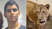 Fue una tragedia anunciada: el joven brasileño que murió tras meterse en el recinto de los leones en un zoológico de Brasil