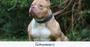 Un nene sufrió graves heridas en la cabeza tras el ataque de tres pitbull