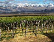 “La génesis del vino” se vivirá en Cafayate