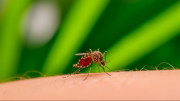 El mosquito se adapta, nosotros no: alertas y medidas para una temporada crítica