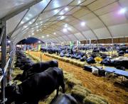 Apure epicentro mundial de III Feria Nacional Criabúfalos con la participación de 600 ejemplares