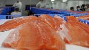 No se imaginan cuánta sangre humana lleva: El artículo de The Guardian sobre la industria del salmón chileno