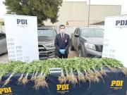 Incautan marihuana avaluada en 131 millones