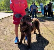 Conoce a Justo: el Terranova que se convierte en el primer perro guardavidas de Neuquén