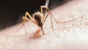 Casos y muertes por malaria aumentaron en 2024
