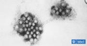 Variante del norovirus se adaptó a los humanos y está causando brotes de gastroenteritis en el mundo