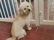 Buscan a Blue: ¡Recompensa a quien lo devuelva!