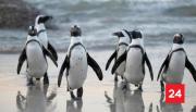 Miles de pingüinos africanos mueren por falta de alimento en Sudáfrica, según estudio