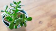 Cómo reproducir el árbol de jade con una hoja en primavera