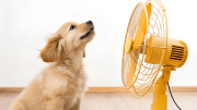 Golpe de calor en mascotas: claves para cuidar a perros y gatos ante temperaturas de 35° en el país