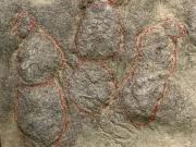 Colocaron un camino de piedra en su casa y décadas después descubrieron que tenía huellas de dinosaurio de al menos 180 millones de años