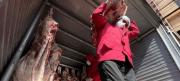 El Gobierno abre la exportación de la carne, pero en los mercados el producto sigue caro, oscila en Bs 80 el kilo ¿acierto o desacierto?