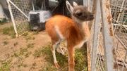 Rescatan una cría de guanaco que vendían en Santa Cruz