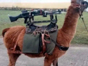 Santilli comparó los F-16 con las llamas metralletas